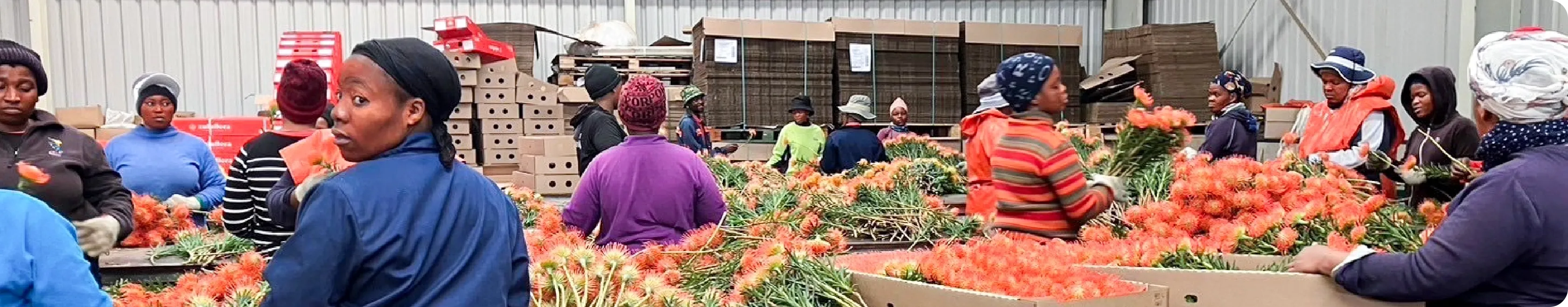 花の仕分け作業風景