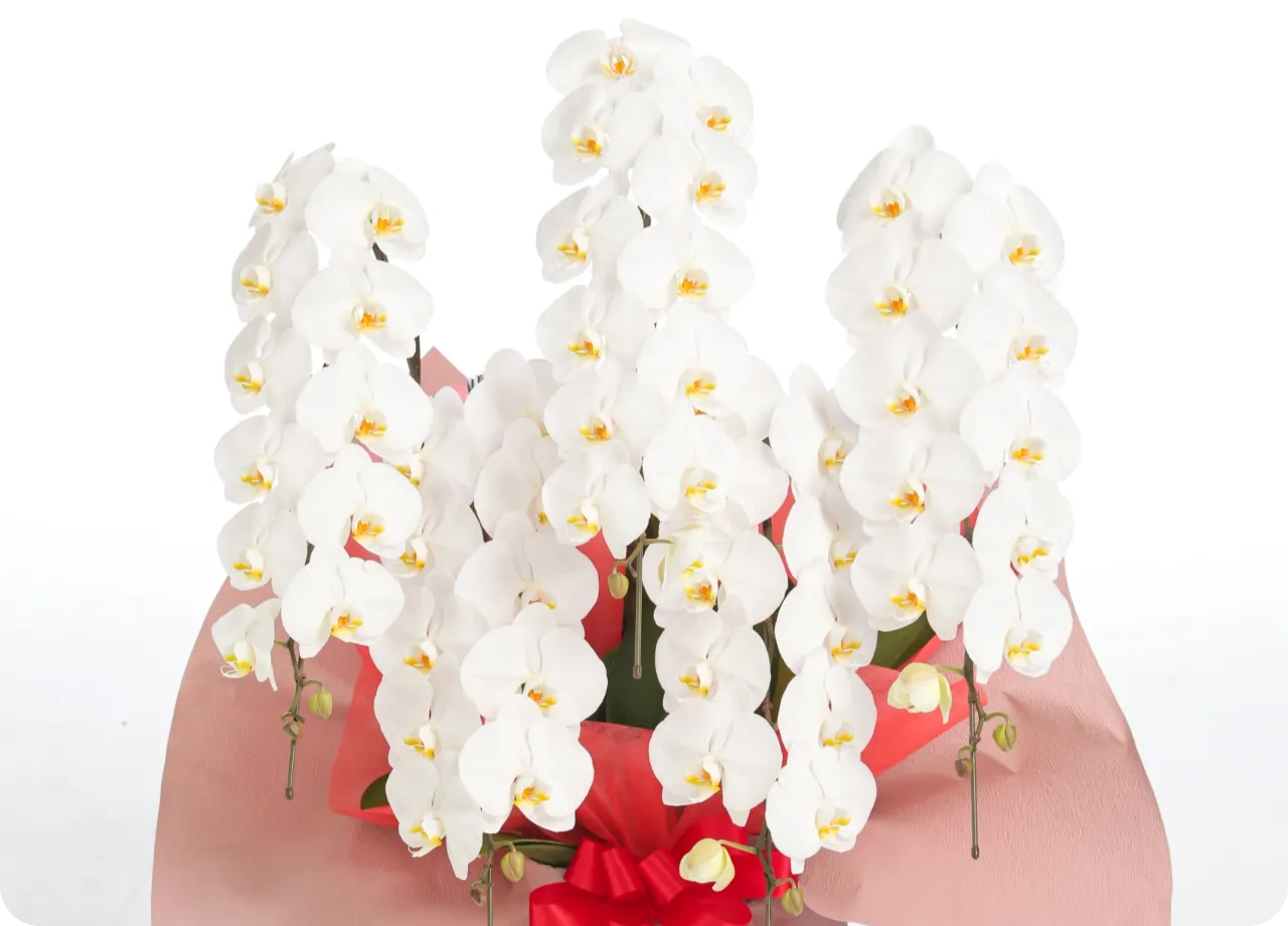 OEM商品イメージ